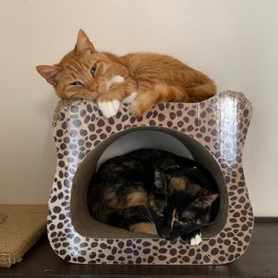 fuzhu5612142262's profile picture. 格差社会に負けないために💪MT4 MT5自動売買システム開発中🛠️💻