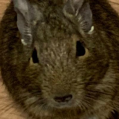 OchanPii's profile picture. ギリギリ昭和
