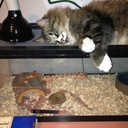 Freddy Cain - @NIGGAFREDDY - Twitter