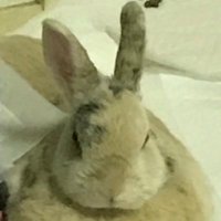 ターヤン (@jgnpi5) 's Twitter Profile