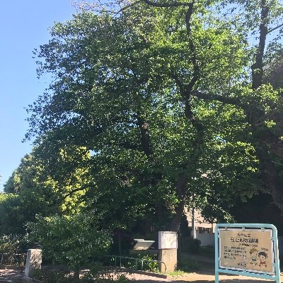 樹木研究の第一人者の千葉大学名誉教授の藤井英二郎先生が診断してくださいました。 渋谷区が倒木の危険があるために189本伐採としている樹木は2本を除いて健康でした。また土が薄くて根を張れないとの判断も科学的根拠はありませんでした。樹木の多くは樹勢良好であり、次世代に受け継ぐべきであり、渋谷区の宝とお話し頂きました。