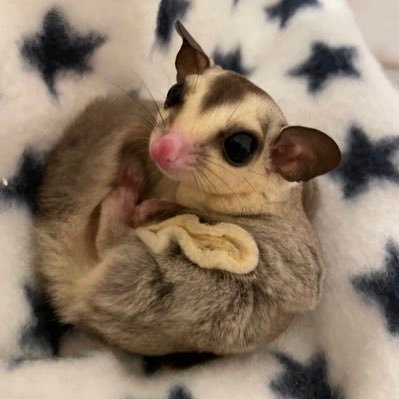 どうも、もっちーです。色々な動物と暮らしてる餅。動物メインに時々もっちー旅行記＋食べもの。