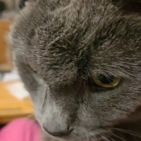 FritzieKat (@jnefritz) 's Twitter Profile