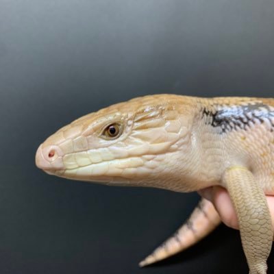 tiliqua_skink's profile picture. キタアオジタ/モニター/レオパ/亀/奇虫/哺乳類 色々飼育やってます🦎 🐢🕷🐹生き物好きの方と仲良くなりたいです！！Instagramの方も是非フォローお願い致します☺️