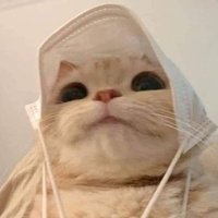 HighonMuffins 🍀 (@highonmuffins) 's Twitter Profile
