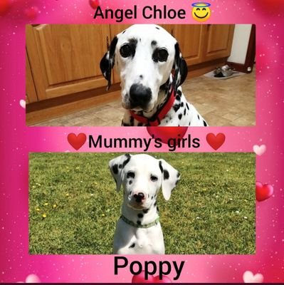 Janette, Poppy and Angel Chloe 🌈🐾