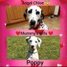 janette__31's profile picture. Mum to Poppy 04.03.23 and Angel Chloe aka Woofie 🌈 21.11.07 - 14.03.23, never forgotten. Chloe was a sausage enthusiast and a proud member of #ZSHQ