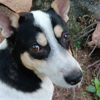 AlecirRona68569's profile picture.