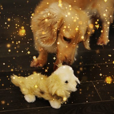 銚子市松岸町の隠れ家・癒し系ヘアー&エステサロンの「サロンドアン」看板マスコット犬のちびエースです。神栖店「オゾンレメディ」もよろしくお願いいたします。エース店長の魂を受け継いで頑張ります♪銚子散策♪銚子キャベツメンチと銚子ビールが大好き(^-^) フゴフゴ♪ Tel.0479-25-5310