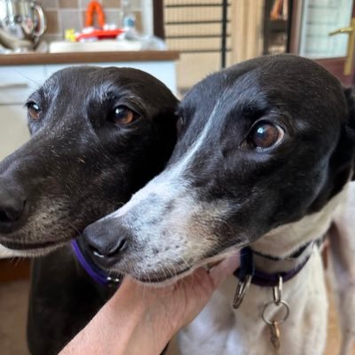 Updates from Fire 🔥 the greyhound and her brigade - now including her furbro Bones 🦴🦴. Lost my tail before adoption, purple is the best colour 💜 💜