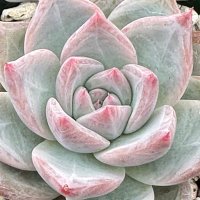 うさくま⑅ (@2cot29) Twitter profile photo