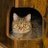 chiy31_tanu
