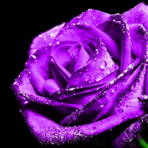 ZLapine's profile picture. 