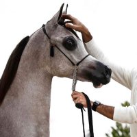 saleh alzahrani (@salehalzahrani2) Twitter profile photo