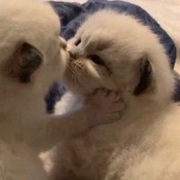 x (@1m_sinner) 's Twitter Profile