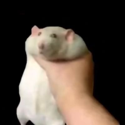 spuirts's profile picture. 