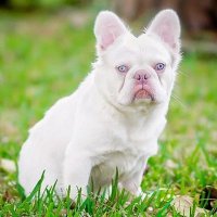 FRENCH BULLDOG(@friendsbulldog_) 's Twitter Profile Photo