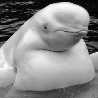 Beluga (@beluga126) 's Twitter Profile