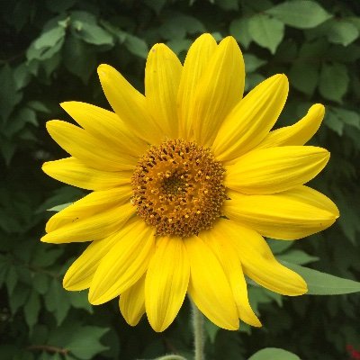 PFimio's profile picture. 