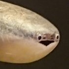 samevuis's profile picture. 
