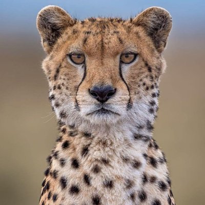 cheetah_pilot Profile Picture