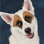 Establishment of a national day of recognition for dog rescue programs, volunteering at local animal shelters, and encouraging dog adoption http://bit.ly/rIdcwc