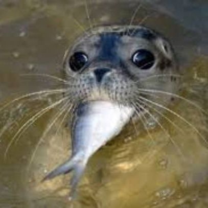 Pinnipeds,commonly known as seals,are a widely distributed and diverse clade of carnivorous,fin-footed,semiaquatic, mostly marine mammals.