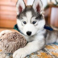 huskylover (@huskylo52876143) 's Twitter Profile Photo huskylover (@huskylo52876143) 's Twitter Profile Photo