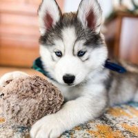 huskylover(@huskylo52876143) 's Twitter Profile Photo