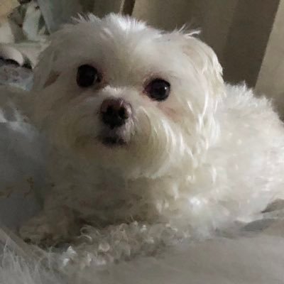 RleRo1's profile picture. 🇪🇸 🇲🇽 🇫🇷 🇬🇧
Please NO 🚫 DM.