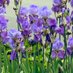 Iris 🌷🌱🌊 (@gardenbythesea) Twitter profile photo Iris 🌷🌱🌊 (@gardenbythesea) Twitter profile photo