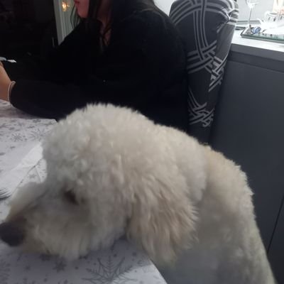 Deborah81032355's profile picture. I love doggies 🐶🐶🐾🐾❤