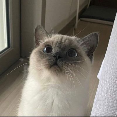 wonderfulowo's profile picture. 