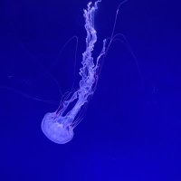 あみ (@amitan_3) 's Twitter Profile