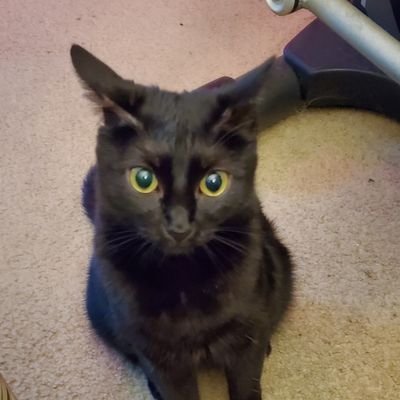 B3218Perez's profile picture. Proud Texan Trump supporter! Ultra/Mega MAGA🇺🇲🍊,Trump 2024/Pro-life and Catholic/
Love Cats 🐈‍⬛//🚫No DMS, 🚫No Porn or sexual content
🇺🇸❤️🤍💙