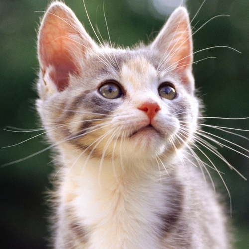 Iyori_Kisida's profile picture. ATL Falcons(NFL)～ATL Hawks (NBA)…etc　スパム対策のため鍵かけてます。現在活動ほぼ休止中ですが、フォローはご自由にどうぞ。ただしリフォローには時間かかります。