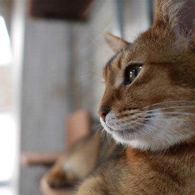 a10thunder10a's profile picture. えいてん