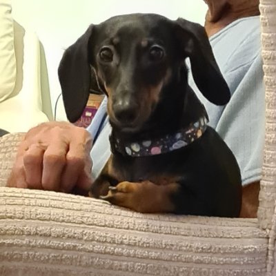 I’m Maggie! I’m a miniature dachshund who found my forever home. I love FOOD, my toys, Mommy @jantoownsmysoul and Daddy. Come along with me on adventures.