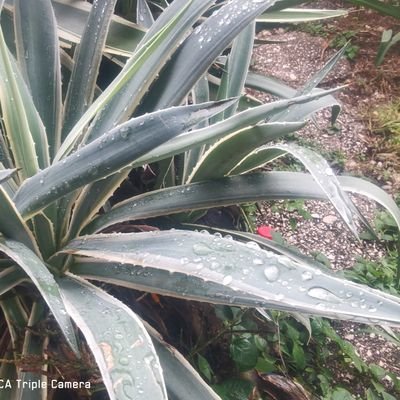 carlos123wuli1's profile picture. 