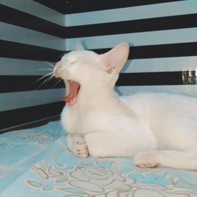 softruby2's profile picture. 