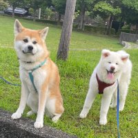 秋田犬　そら❤️大地(@akitainu_sorako) 's Twitter Profile Photo
