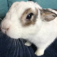 Venus+Bugsi🐰 🇺🇸Rescued Bunny/US元保護うさぎ🇯🇵東京移住 (@bunnyintokyo) 's Twitter Profile Photo Venus+Bugsi🐰 🇺🇸Rescued Bunny/US元保護うさぎ🇯🇵東京移住 (@bunnyintokyo) 's Twitter Profile Photo