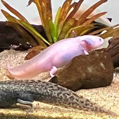 𝕊𝕦𝕫𝕦𝕣𝕒𝕟さんのプロフィール画像