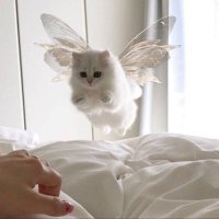  𝐍𝗼𝗻𝘆. (@nooonon1) 's Twitter Profile