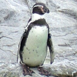 _23ak_'s profile picture. ゆるーくゆるく観劇ヅカファン。愚痴りつつなんとか働く主婦。イケボと綺麗な指と素敵な横顔に弱い。タイ沼に片足突っ込んだ🖤💛 最近はMark Pakin🤡＆豊田裕大くんを追いがち。雑垢。