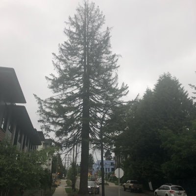 I am a tree living in a quickly gentrifying area of North Vancouver City. Me and my tree sisters are trying to live healthy lives and give back to the community