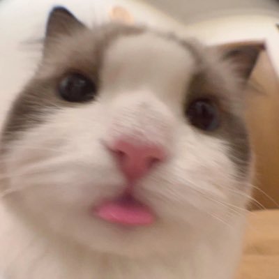 BingyingLynn's profile picture. Freedom and democracy. Biomedical science student