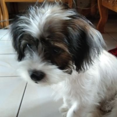Mochi my dog, big wins cutie!💖🍀