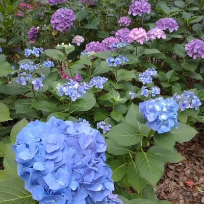 toki_zaki's profile picture. twst♠関連ツイを追うためだけにアカ垢作りました。TOSのロイド、忍たま(落乱)のきり丸、刀剣の堀川(土方組、堀川派)もラブだけど、とりあえず♠熱やばい間はこちらの垢で世に溢れる♠受ツイを漁っていきたい。そんな成人済み(20超えて早10年以上)監督生垢