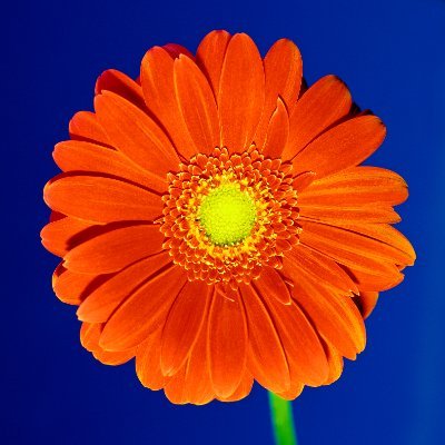 dyllainous's profile picture. 